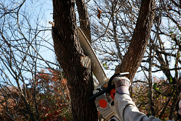 How Our Tree Care Process Works  in  Dillingham, AK